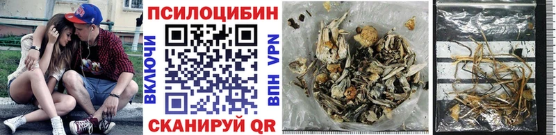 Галлюциногенные грибы Psilocybe  Купить где  Суджа 